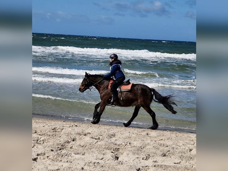 Suche Reitbeteiligung (RsP) Preis