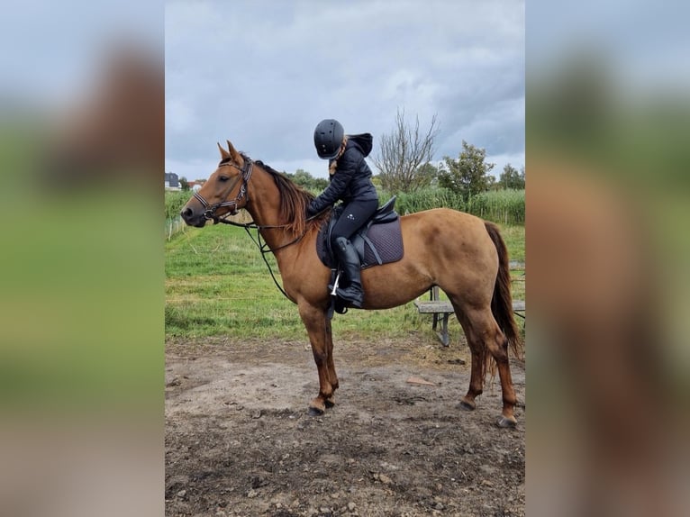 Suche Reitbeteiligung (RsP) Preis