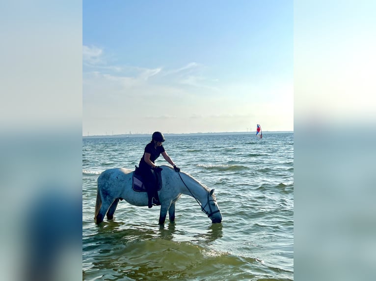 Suche Reitbeteiligung (RsP)