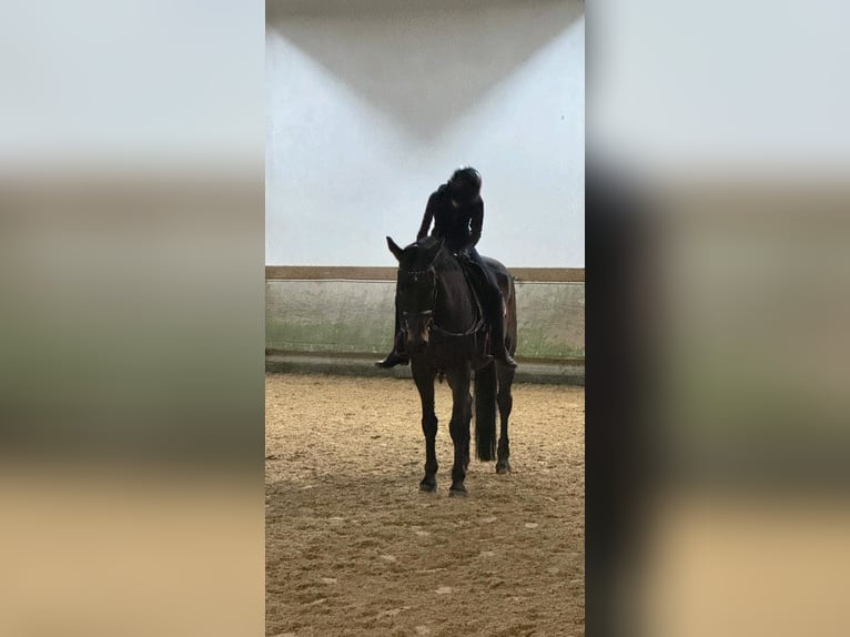 suche Reitbeteiligung (RsP)