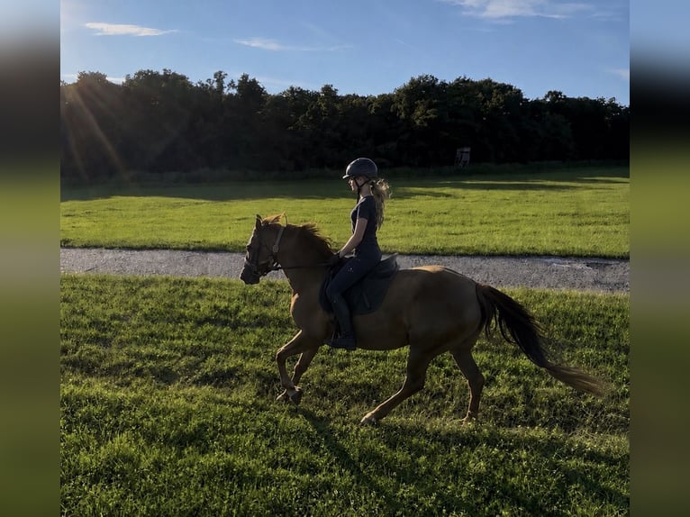 Suche Reitbeteiligung (RsP)
