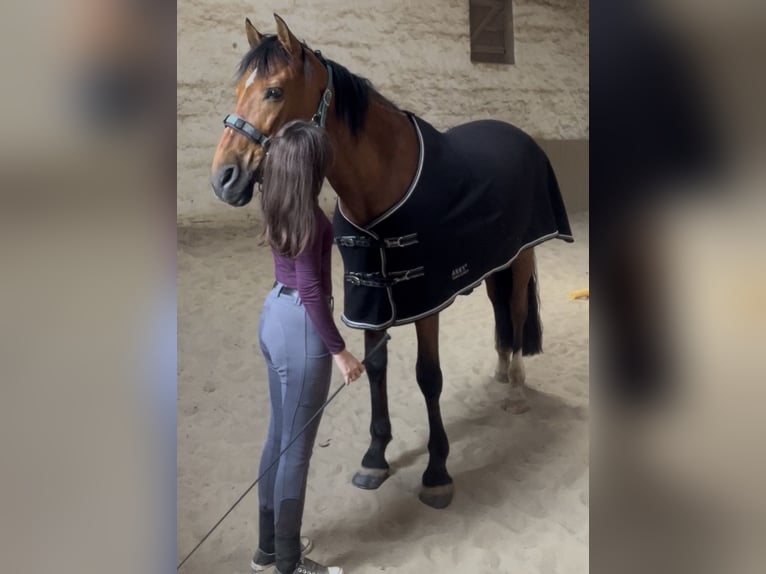 Suche Reitbeteiligung RsP