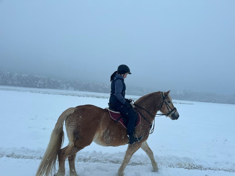 Suche Reitbeteiligung (RsP)