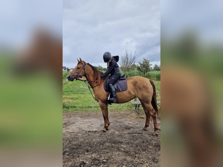 Suche Reitbeteiligung (RsP)