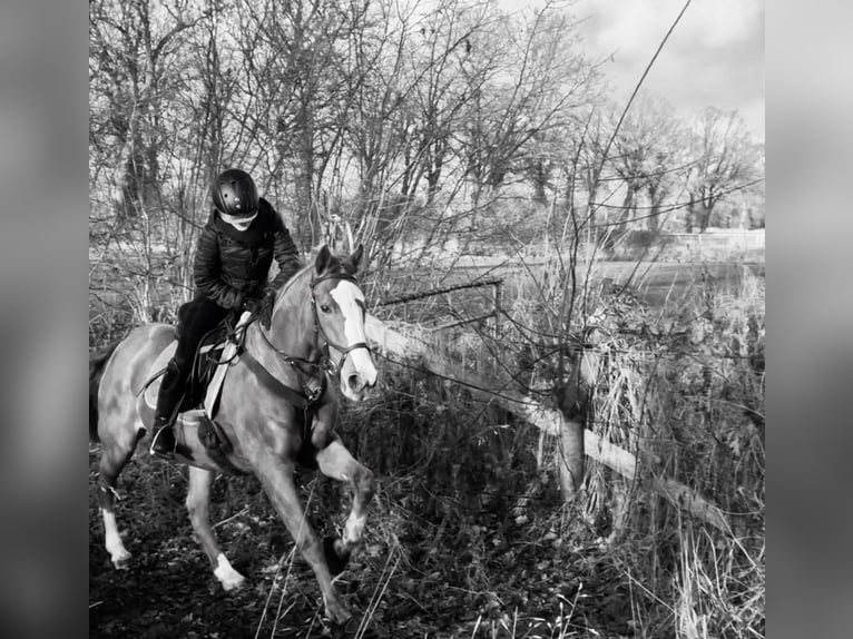 Suche Reitbeteiligung (RsP)