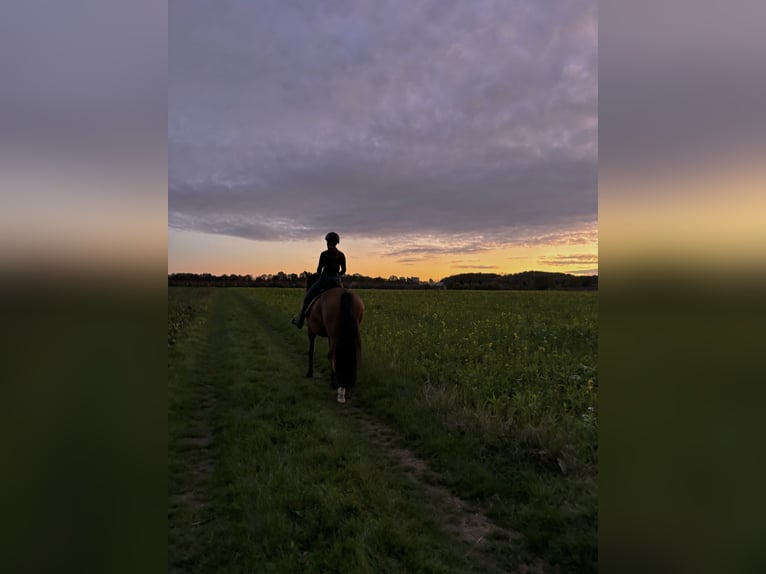 Suche Reitbeteiligung RsP