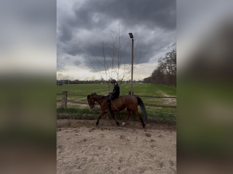 Suche Reitbeteiligung (RsP)