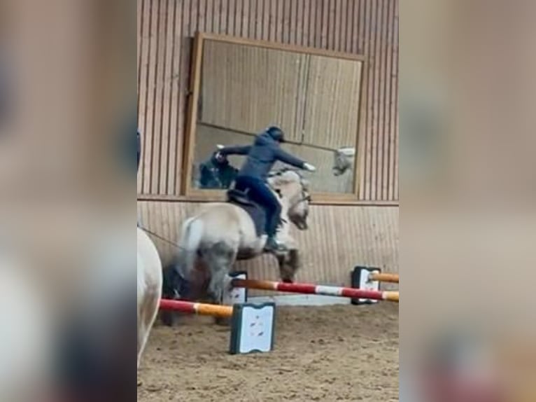 suche Reitbeteiligung (RsP)