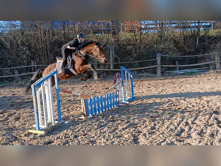 Suche Reitbeteiligung (RsP)