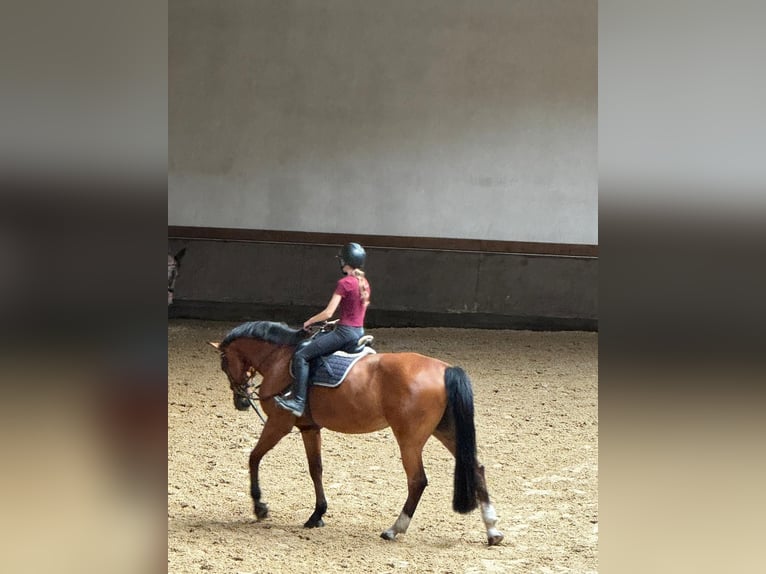 suche Reitbeteiligung (RsP)