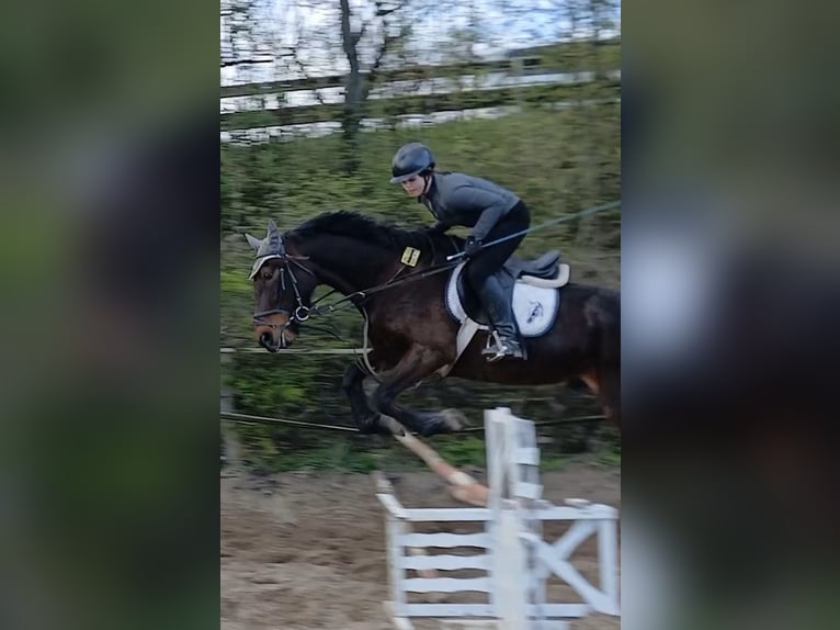 Suche Reitbeteiligung (RsP)