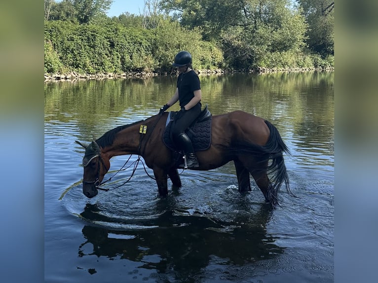 Suche Reitbeteiligung (RsP)
