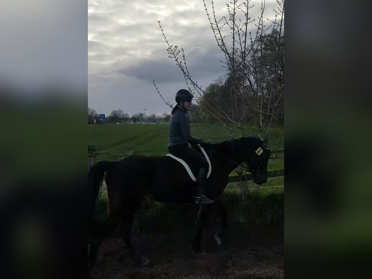 Suche Reitbeteiligung (RsP)