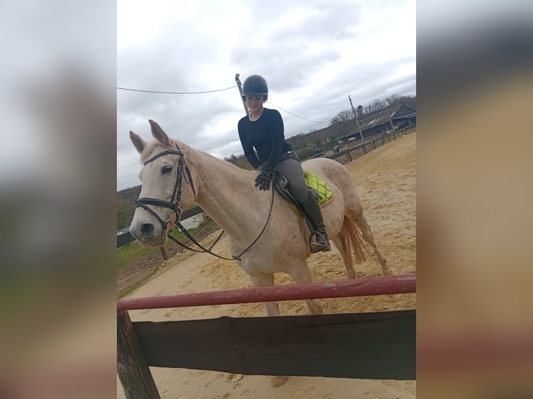 Suche Reitbeteiligung (RsP)