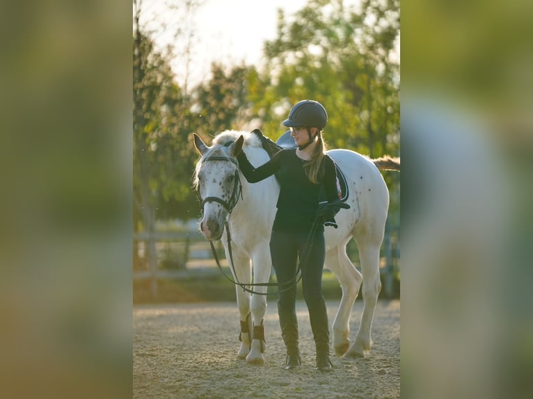 Suche Reitbeteiligung (RsP)