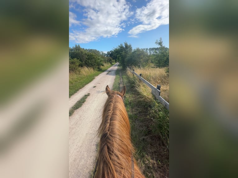 Suche Reitbeteiligung (RsP)