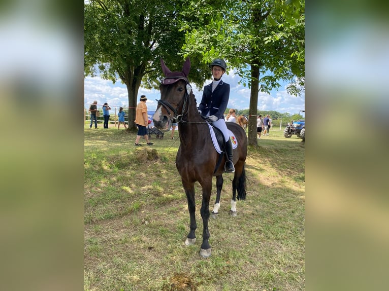 Suche Reitbeteiligung (RsP)