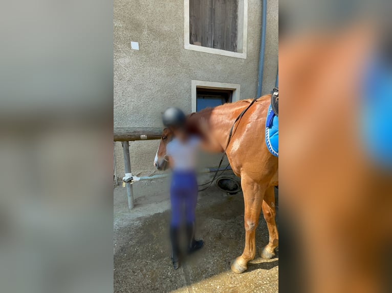 Suche Reitbeteiligung (St. Georgen an der Gusen)