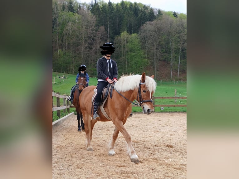 Suche Reitbeteiligung (Stuttgart und Umgebung ) 