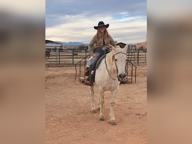 Suche Reitbeteiligung / Umgang mit Pferden