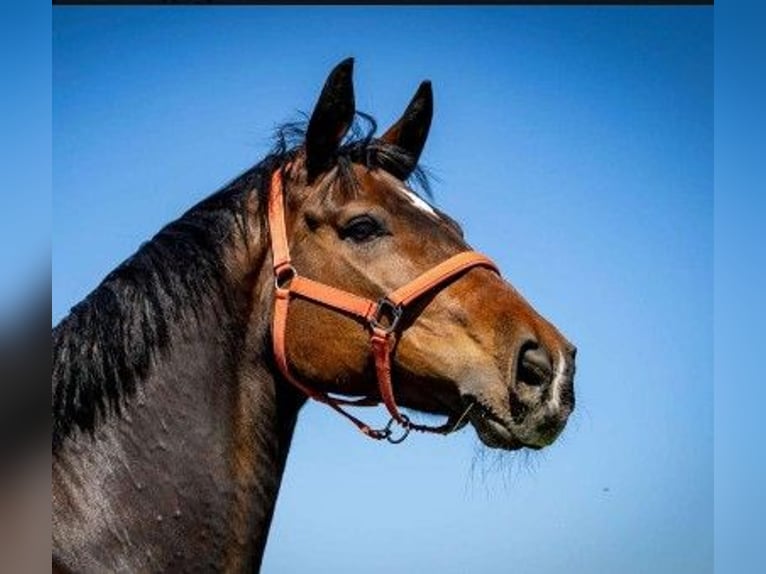 Suche Reitbeteiligung!