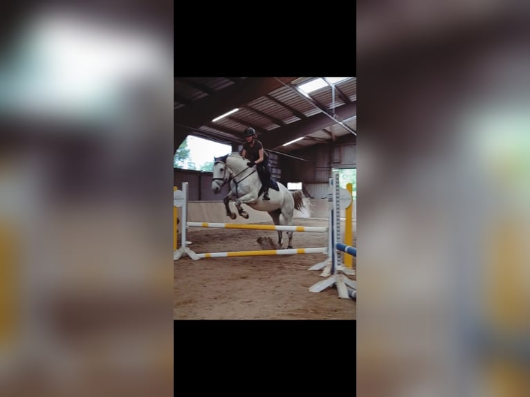 Suche Reitbeteiligung