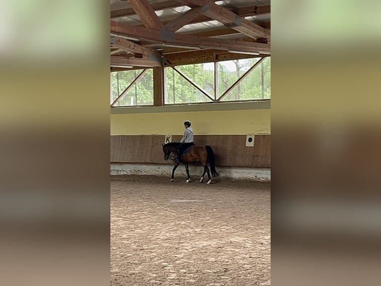 Suche Reitbeteiligung 