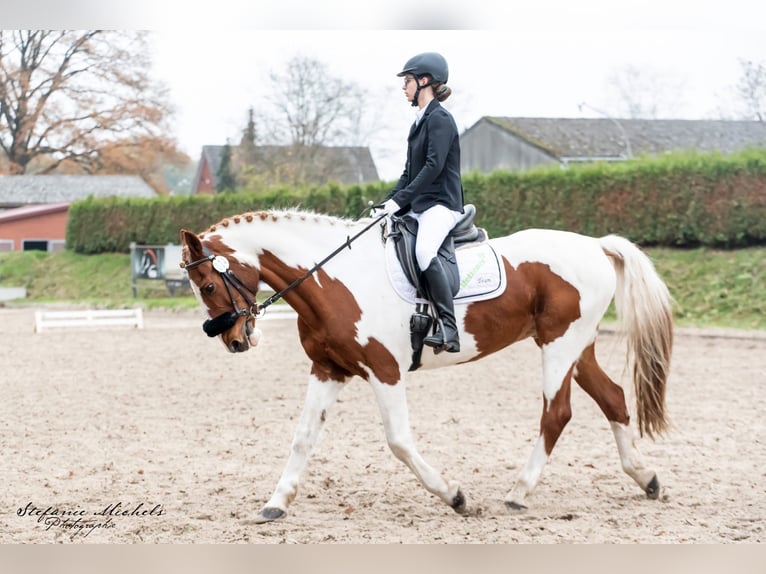 Suche Reitbeteiligung