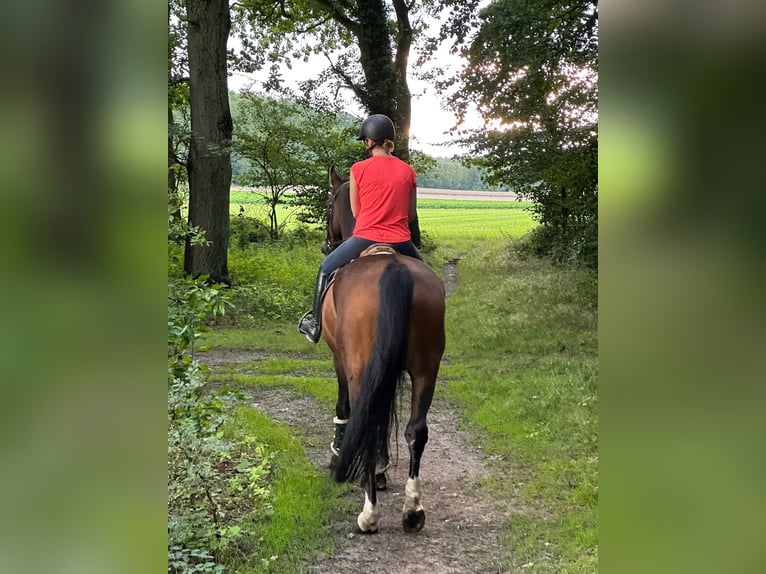 Suche Reitbeteiligung Suche Reitbeteiligung