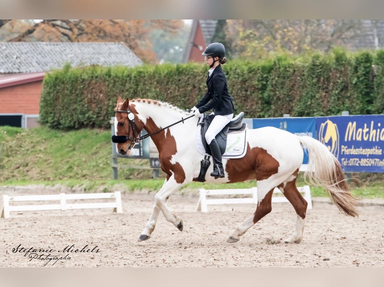 Suche Reitbeteiligung