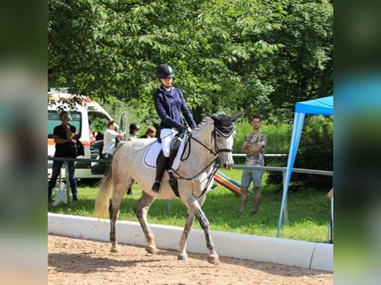 Suche Reitbeteiligung