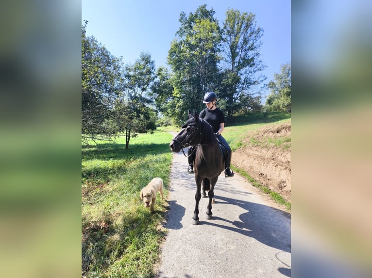 Suche Reitbeteiligung  Suche Reitbeteiligung