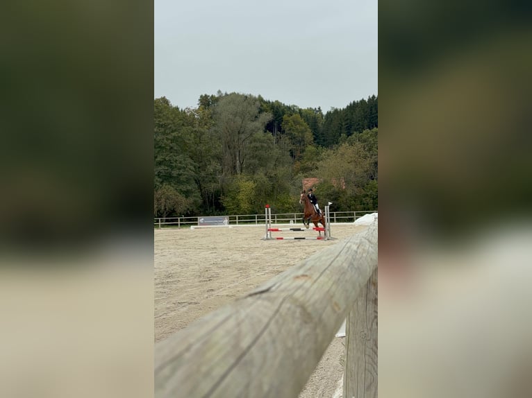 Suche Reitbeteiligung