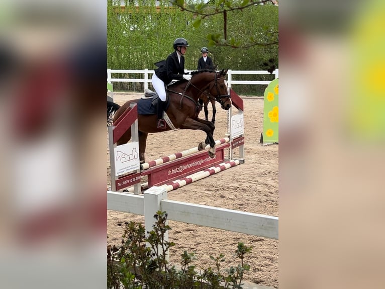 Suche Reitbeteiligung