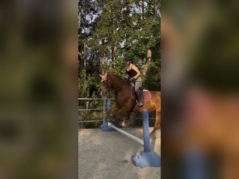 Suche Reitbeteiligung
