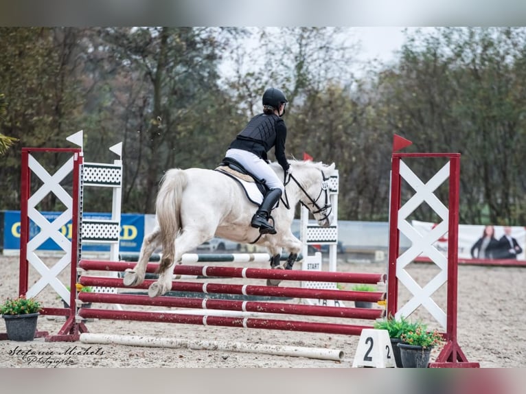 Suche Reitbeteiligung