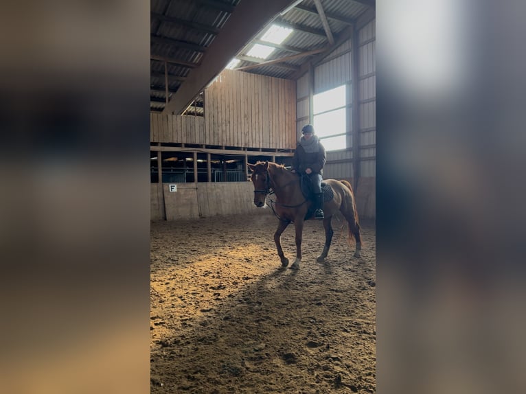 Suche Reitbeteiligung