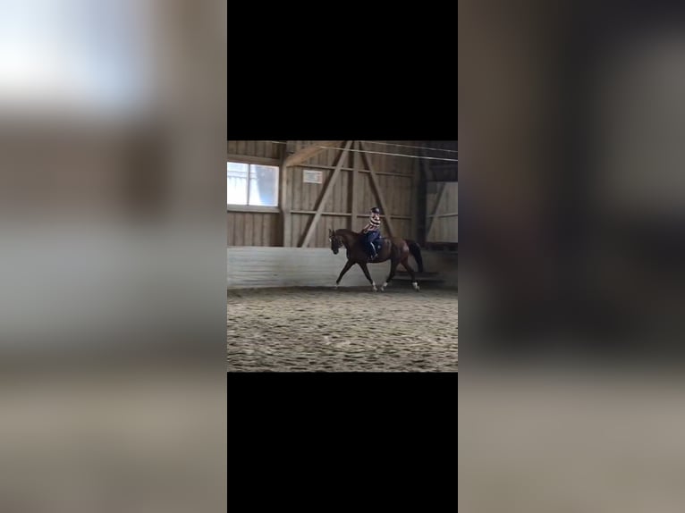 Suche Reitbeteiligung
