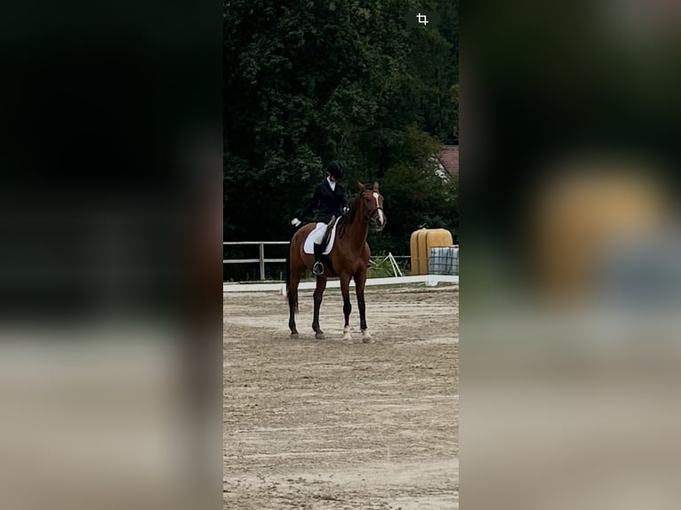 Suche Reitbeteiligung