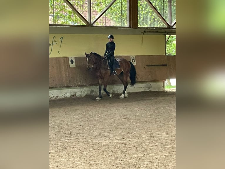 Suche Reitbeteiligung 