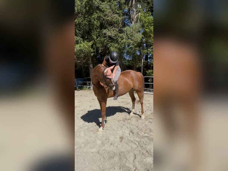 Suche Reitbeteiligung