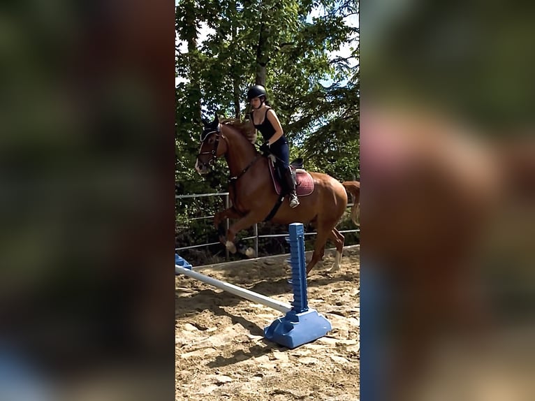 Suche Reitbeteiligung