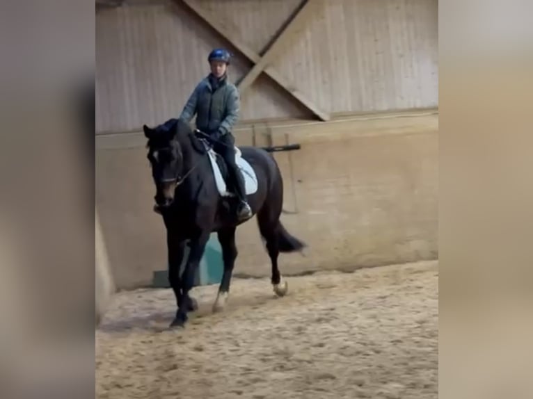 Suche Reitbeteiligung