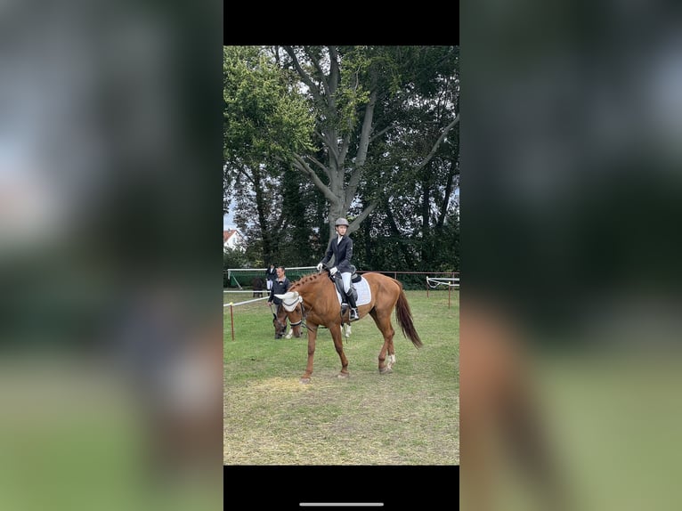 Suche Reitbeteiligung