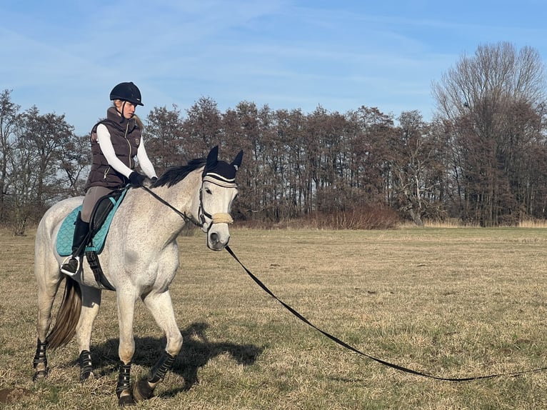 Suche Reitbeteiligung