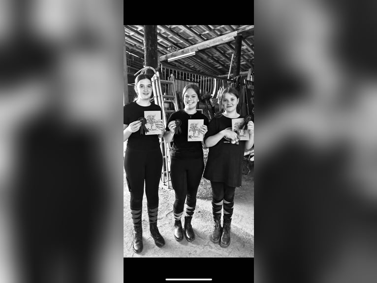 Suche Reitbeteiligung 