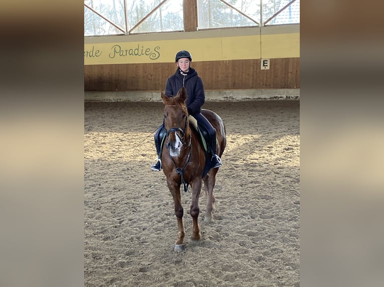 Suche Reitbeteiligung 