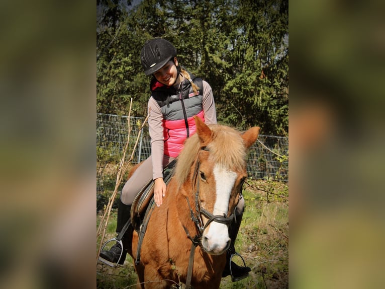 Suche Reitbeteiligung