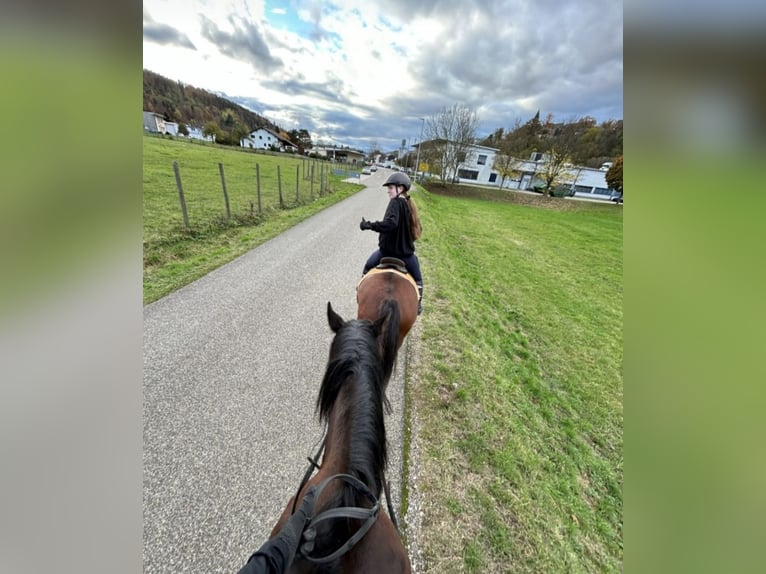 Suche Reitbeteiligung  Suche Reitbeteiligung