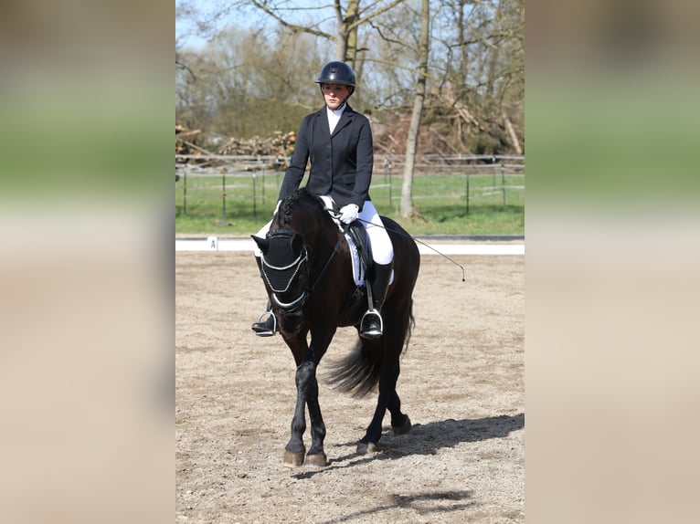 Suche Reitbeteiligung